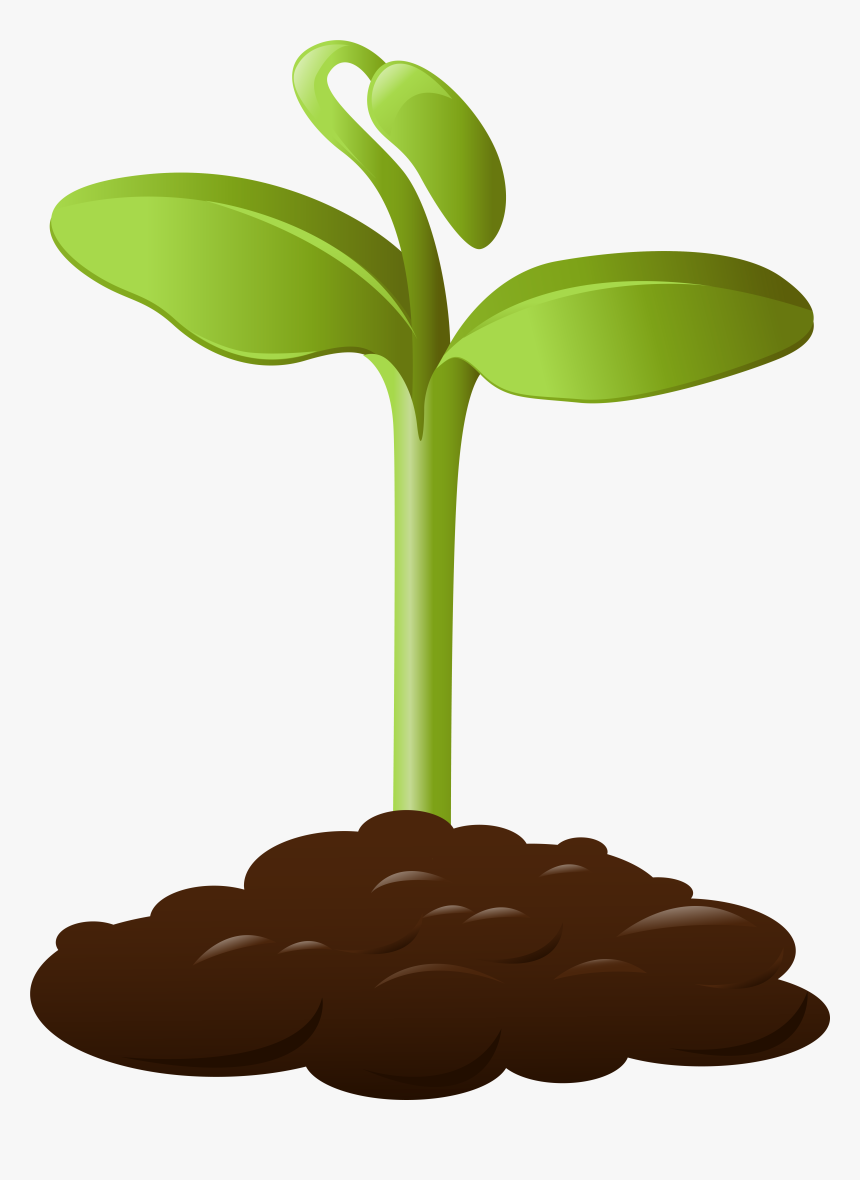 Palm-tree, HD Png Download