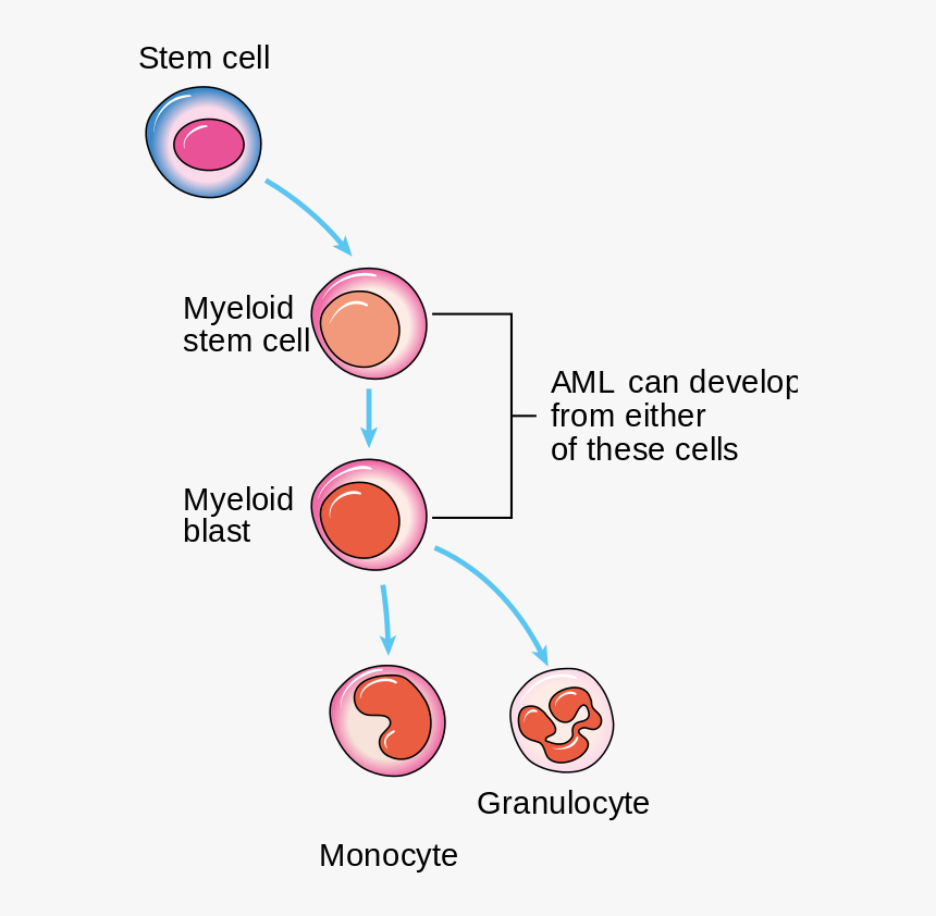 Blood Smear Png, Transparent Png