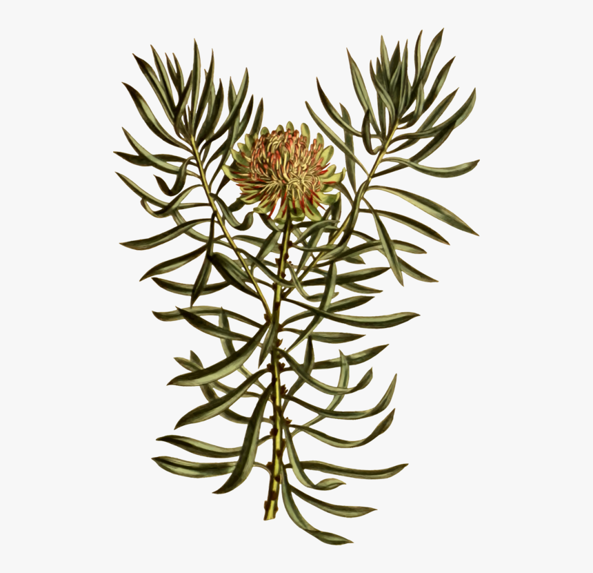 Plant,flora,tree, HD Png Download