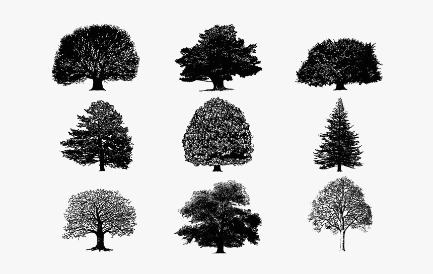 Tree Silhouette Download, HD Png Download