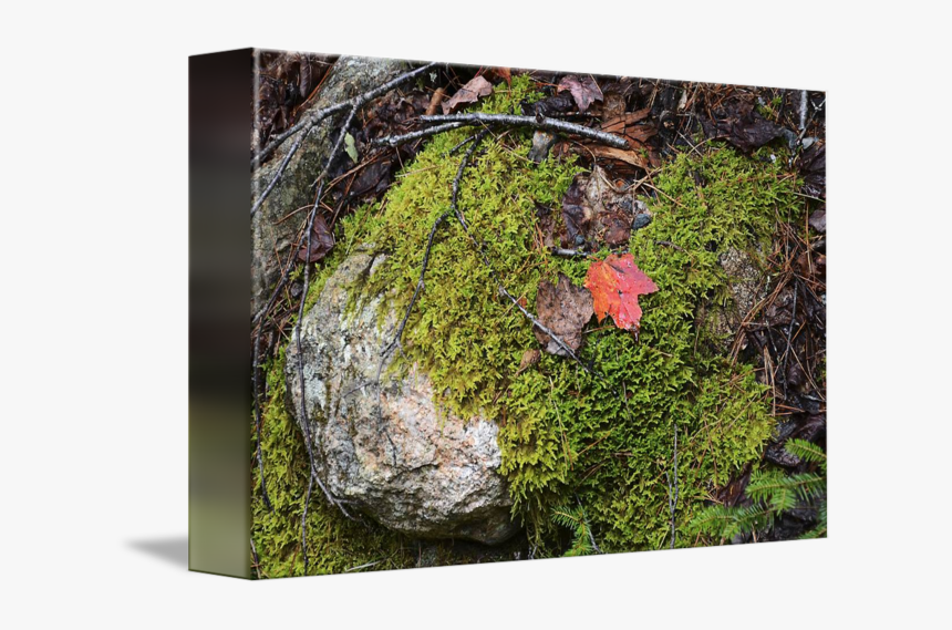 Mossy Rock Maine, HD Png Download