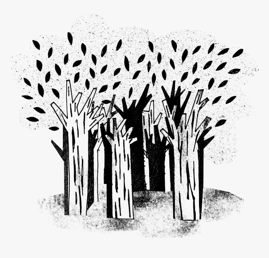 Woods Png, Transparent Png