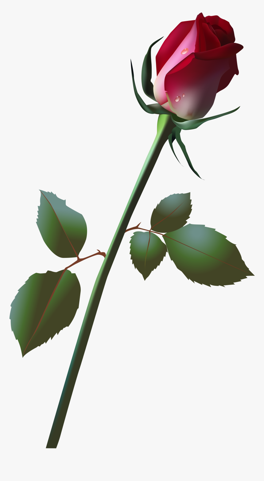 Bud Clip Art Image, HD Png Download