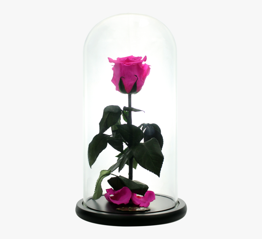 Beauty And The Beast Rose Png, Transparent Png