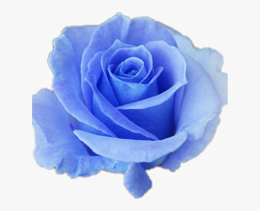Transparent Blue Roses Png, Png Download