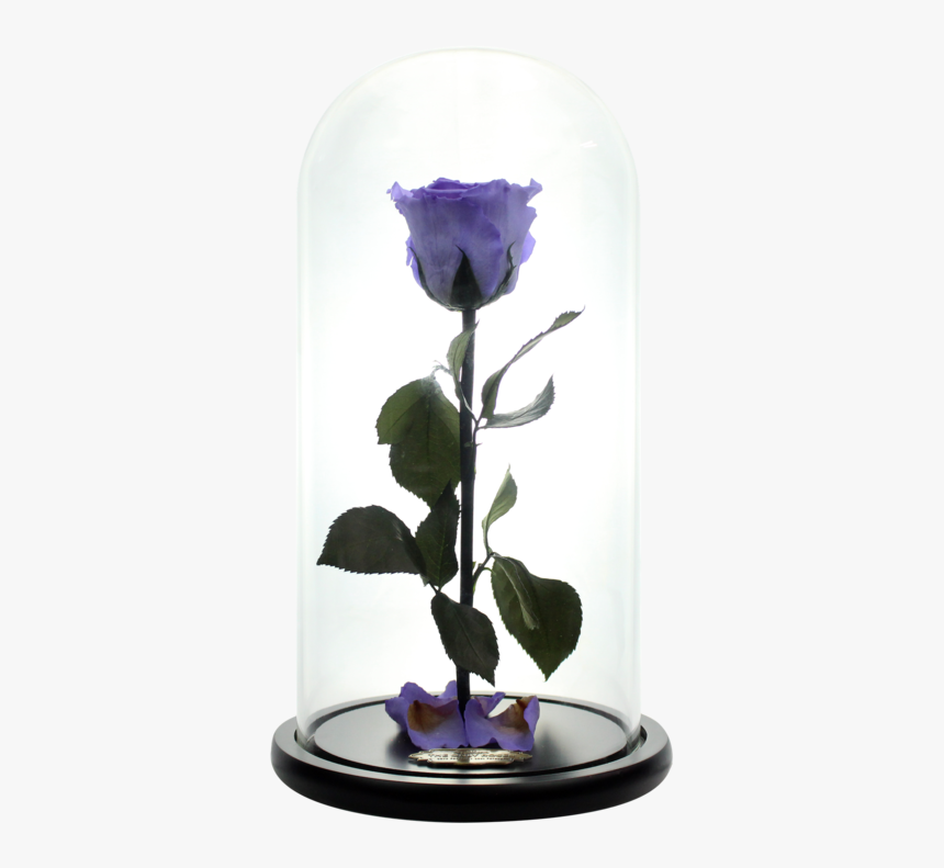 Beauty And The Beast Rose Png, Transparent Png