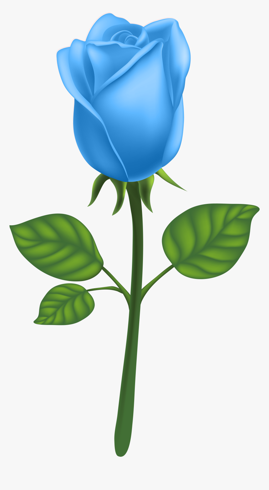 Garden Roses Adobe Illustrator Clip Art Blue Ⓒ, HD Png Download