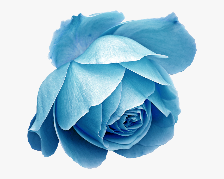 Transparent Blue Roses Png, Png Download