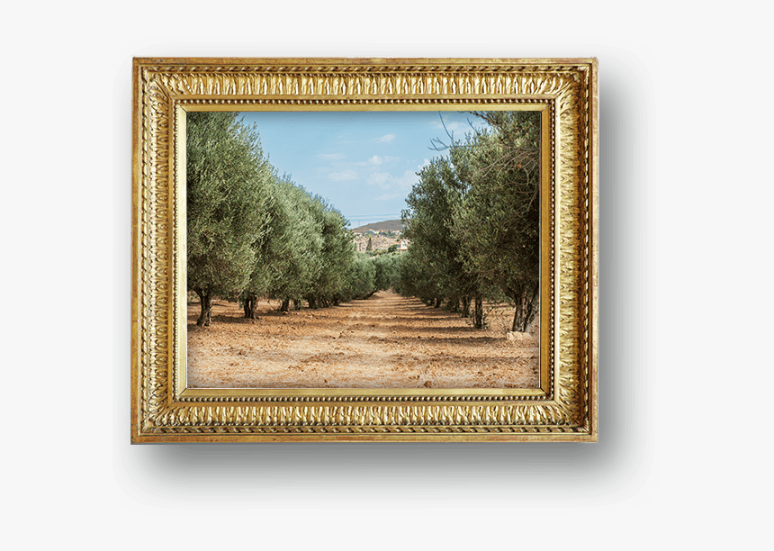 Learn Carapelli, HD Png Download