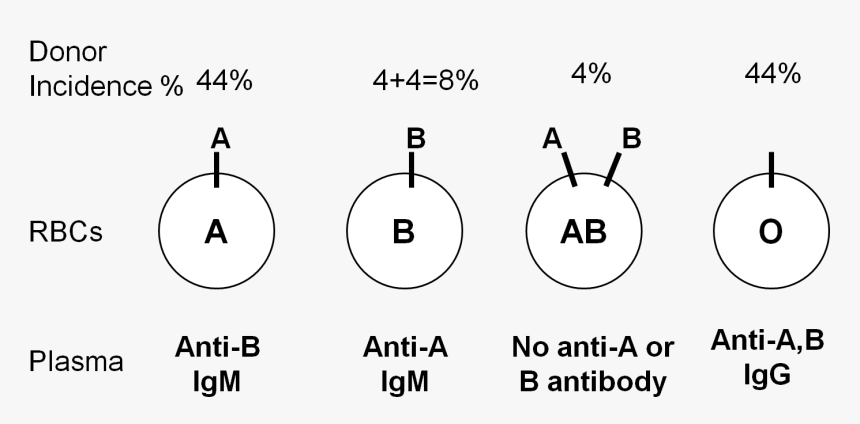 Pool Of Blood Png, Transparent Png