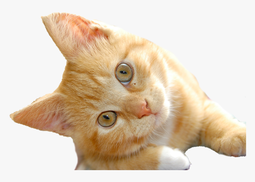 Cat.png, Transparent Png
