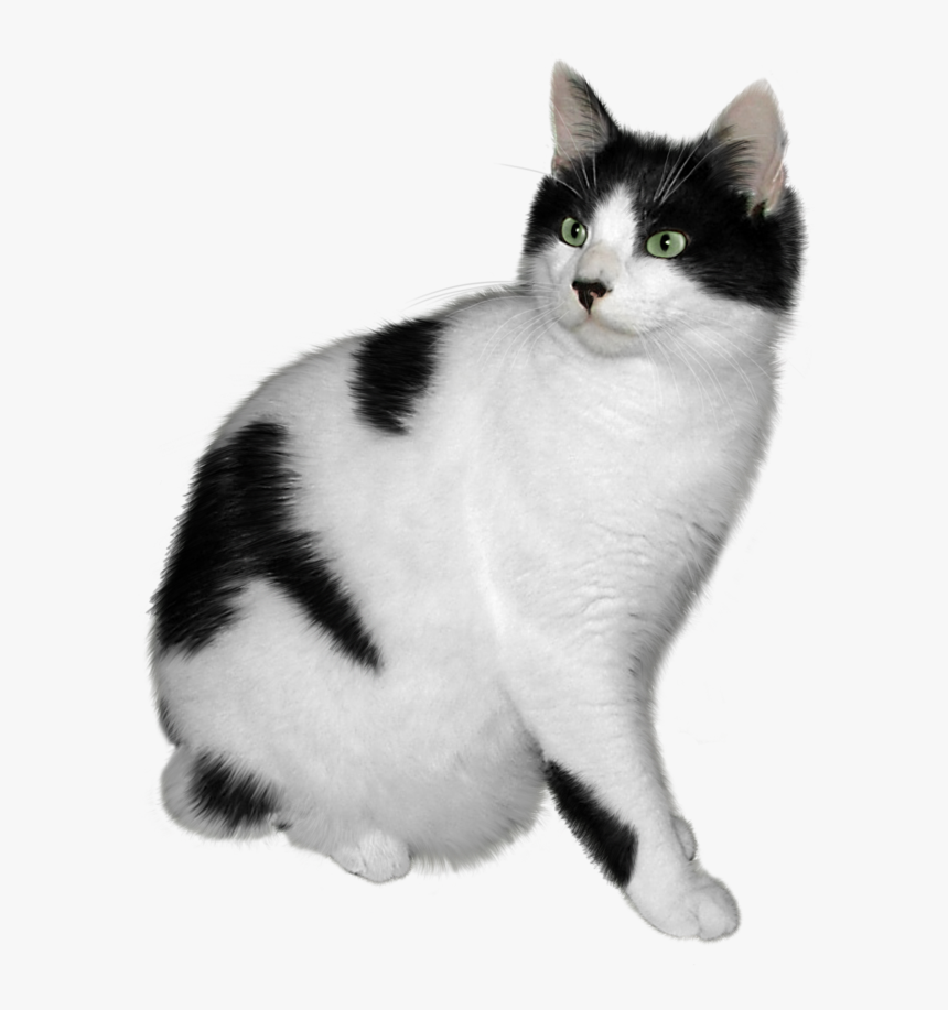 Black And White Cat Png, Transparent Png