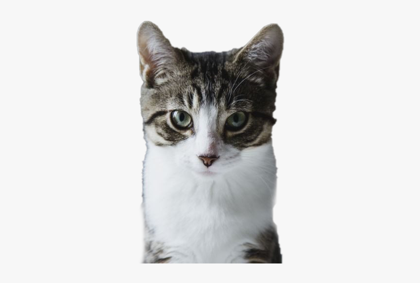 Cat.png, Transparent Png
