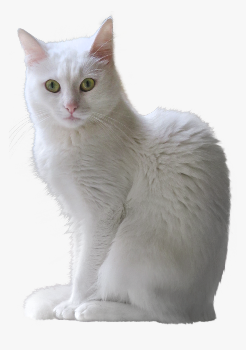 Transparent Dog And Cat Png, Png Download