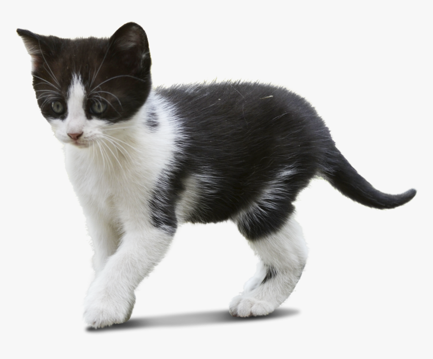 Cat.png, Transparent Png