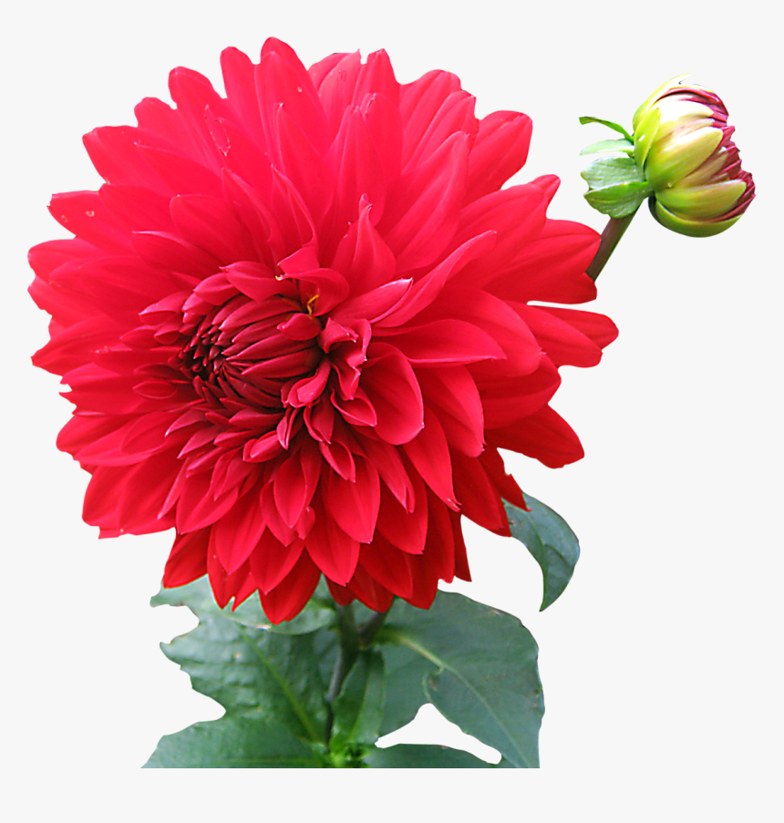 Png Of Flowers, Transparent Png