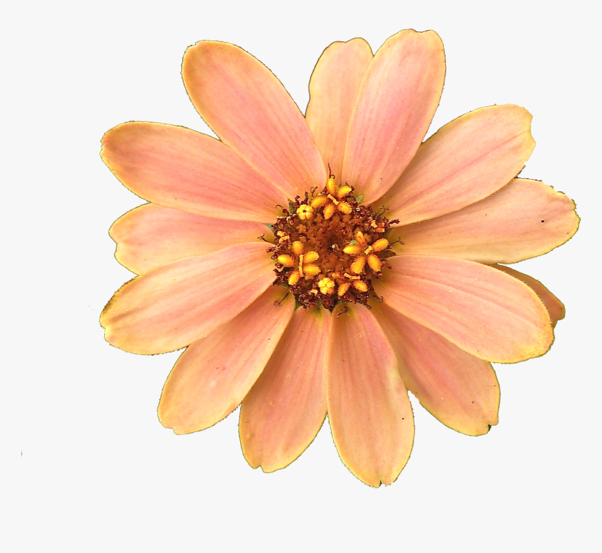 Peach Flower Png, Transparent Png