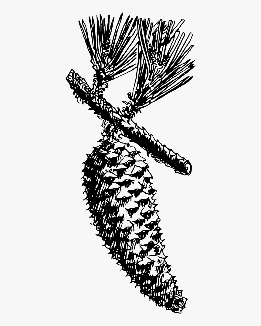 Slash Pine, HD Png Download