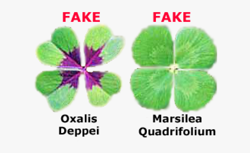 4 Leaf Clover Images, HD Png Download