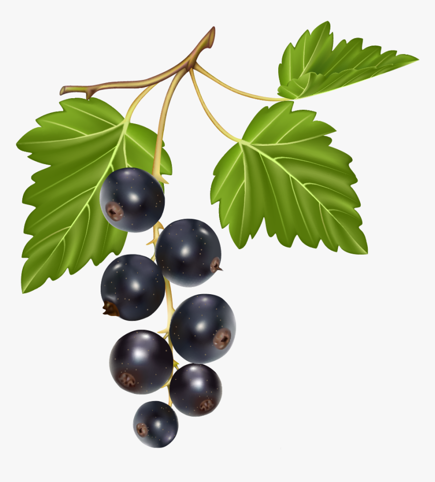 Blueberries Png Clipart, Transparent Png