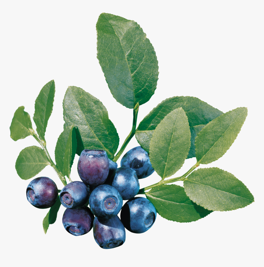 Blueberries Png Image, Transparent Png