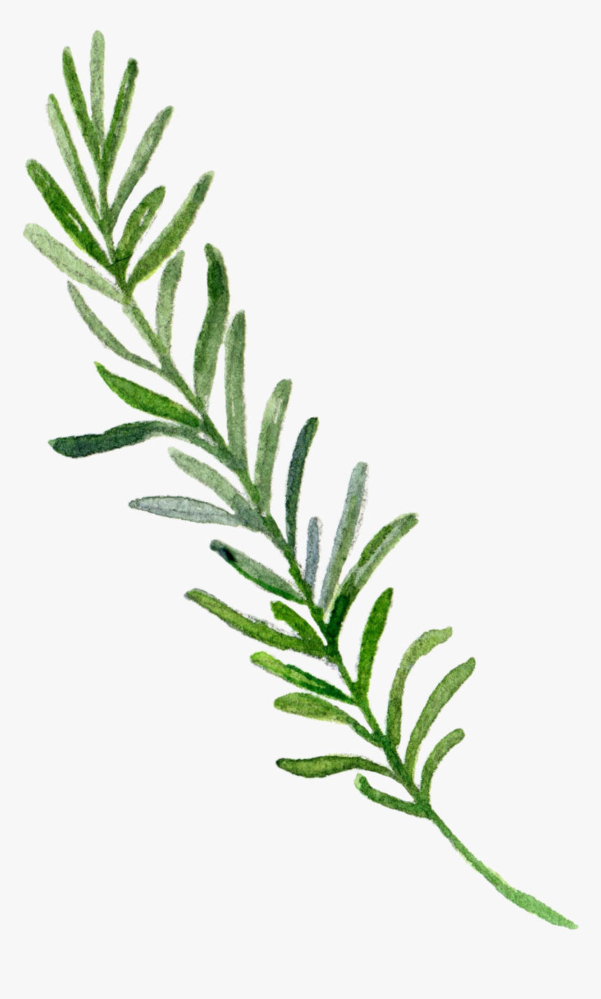 Border Leaf Hand-painted Download Hd Png Clipart, Transparent Png