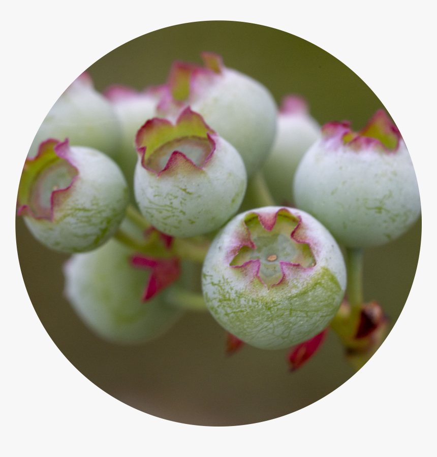 Blueberries Png, Transparent Png