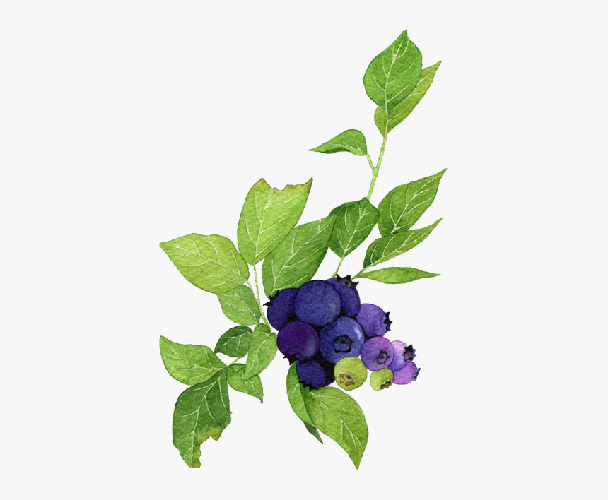 Blueberries Png, Transparent Png