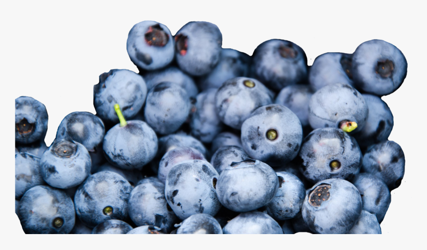Wild Blueberries, Credit, HD Png Download