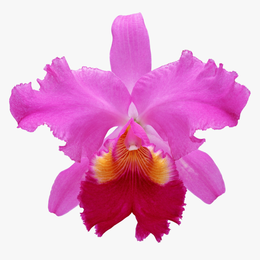 Orchids, HD Png Download