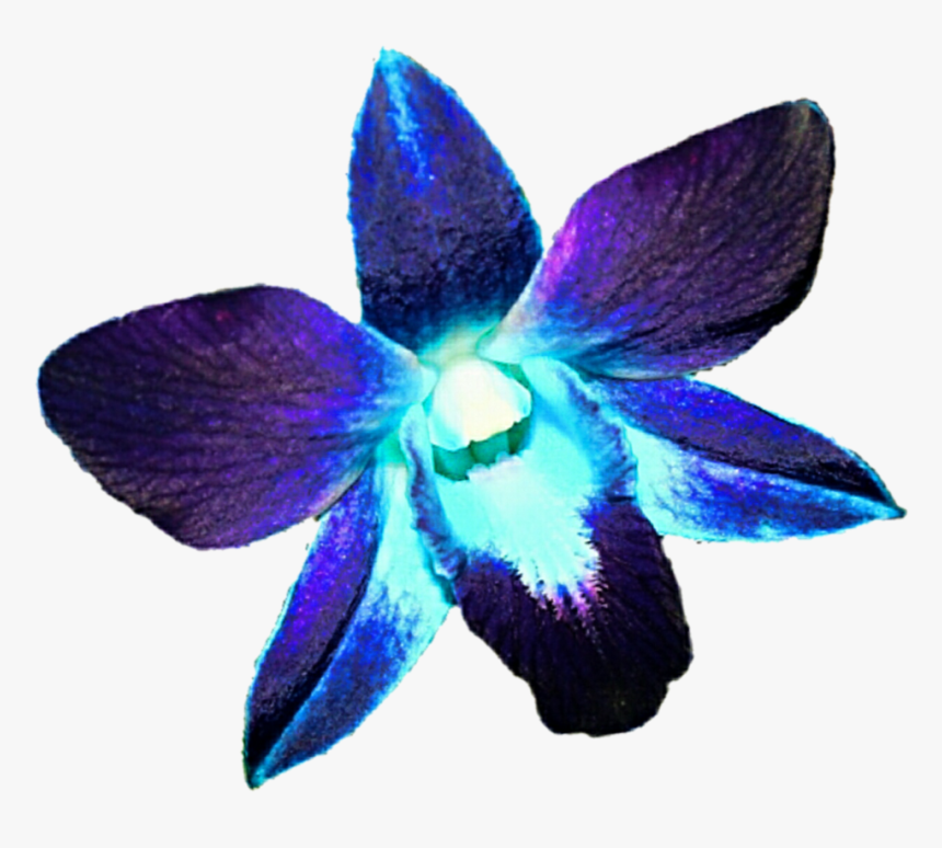 Purple Orchid, Png V, Transparent Png