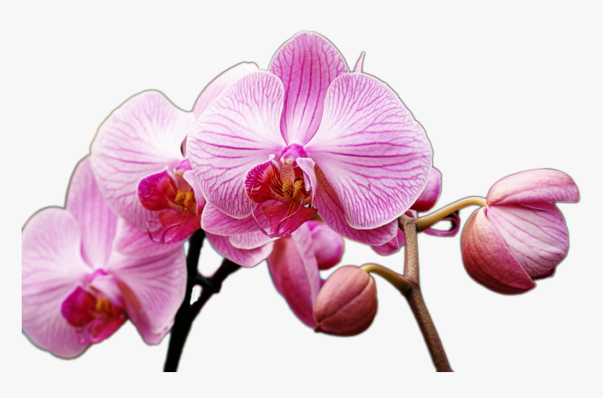 1 Photos, Orchids, E-3591921390, HD Png Download