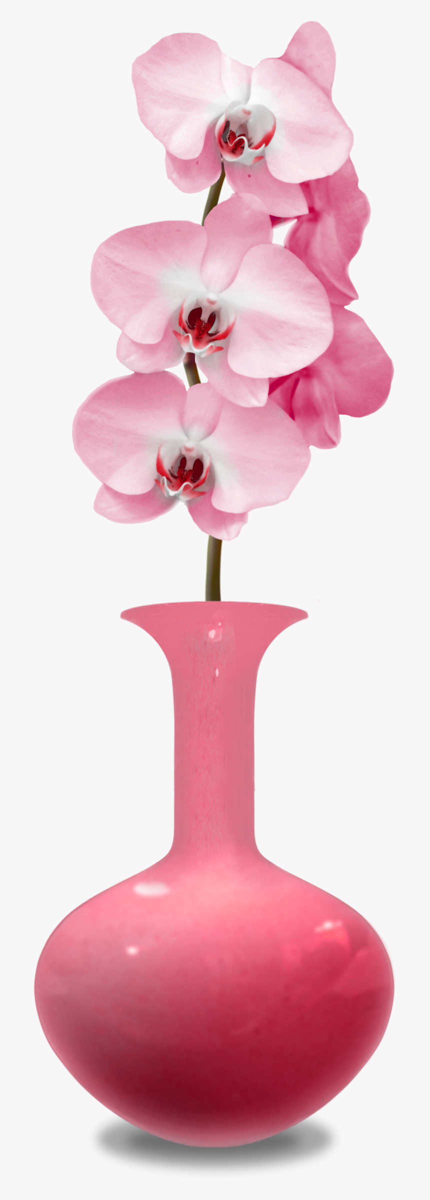 Orchid Png, Transparent Png