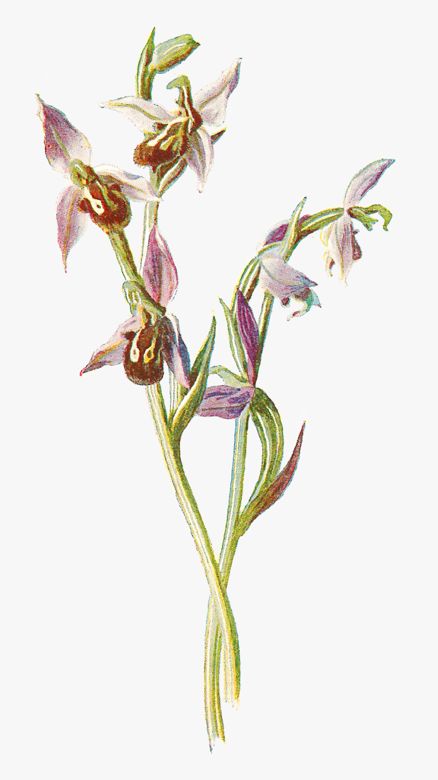 Wildflower Orchid Flower Image Download, HD Png Download