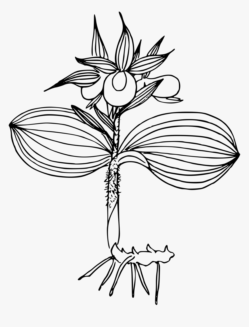 Clustered Lady S Slipper Orchid Clip Arts, HD Png Download