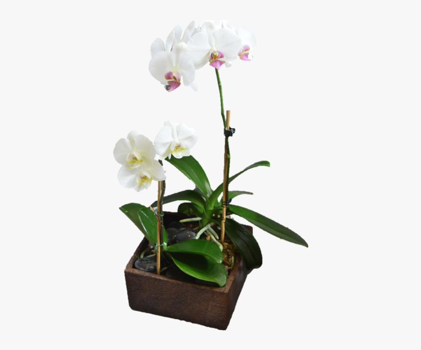 Contemporary Orchid Planter, HD Png Download