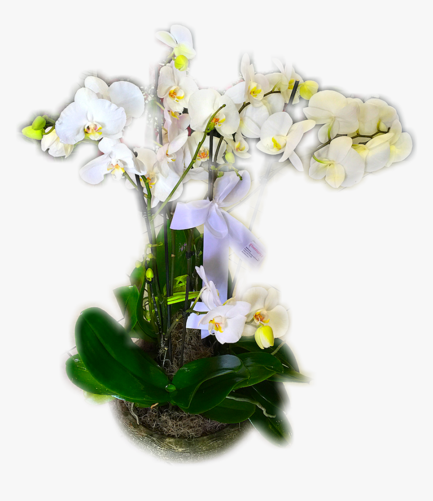 Orchid Png, Transparent Png