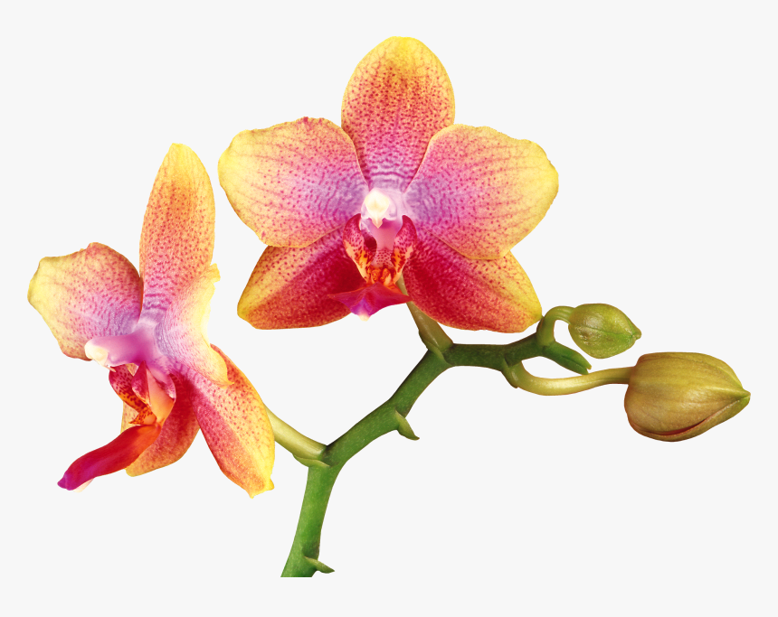 Orchid Png, Transparent Png