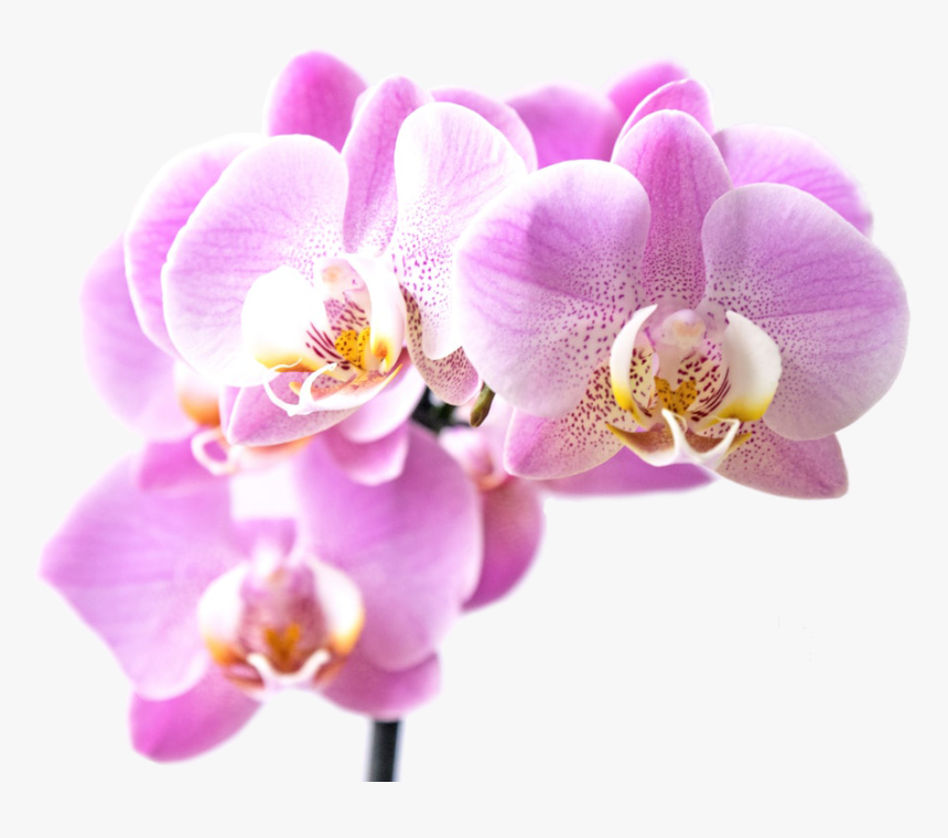 Inspirant Group Innovation Orchid, HD Png Download