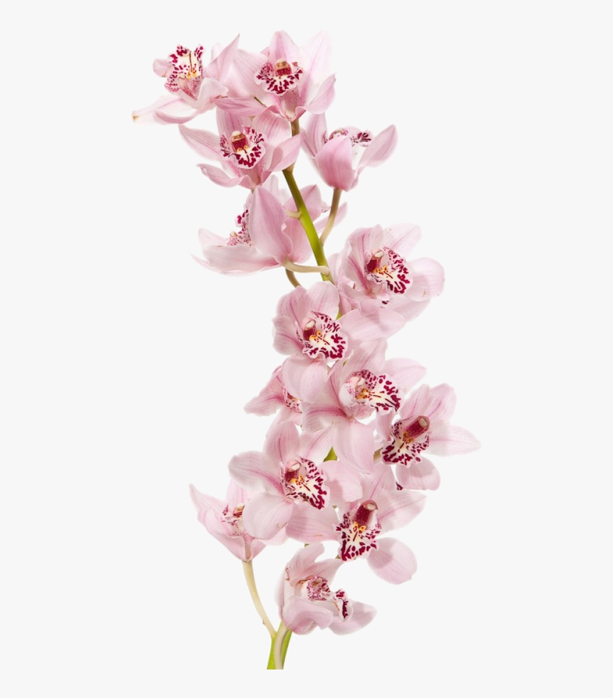 Orchid Png, Transparent Png