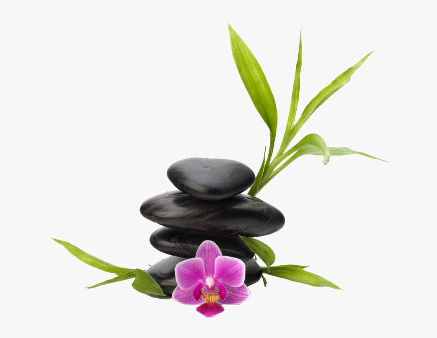 Orchid Png, Transparent Png