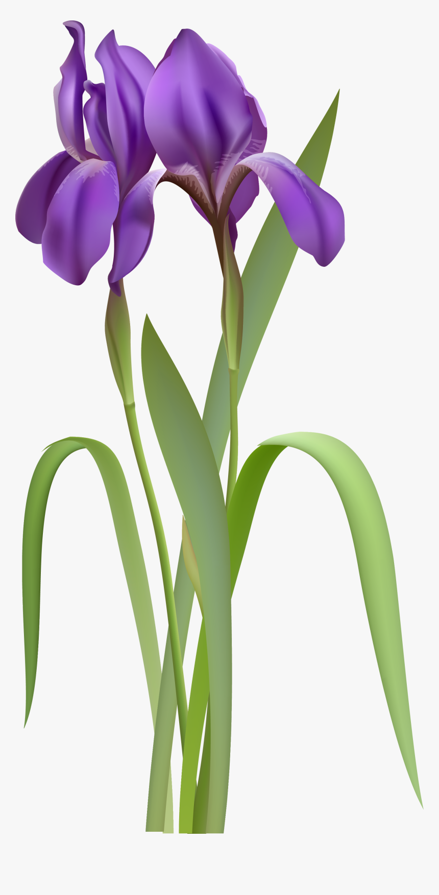 Iris Spring Flower Png Clipar, Transparent Png