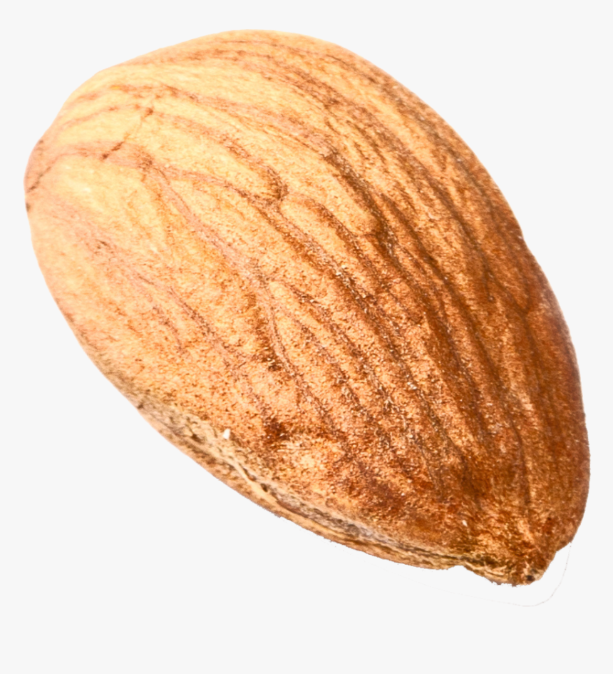 Nut Png Download Image, Transparent Png