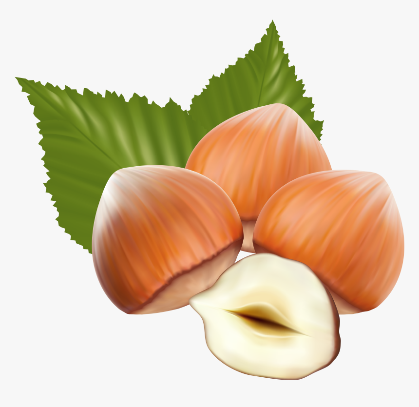 Nut Clipart Hazelnut, HD Png Download