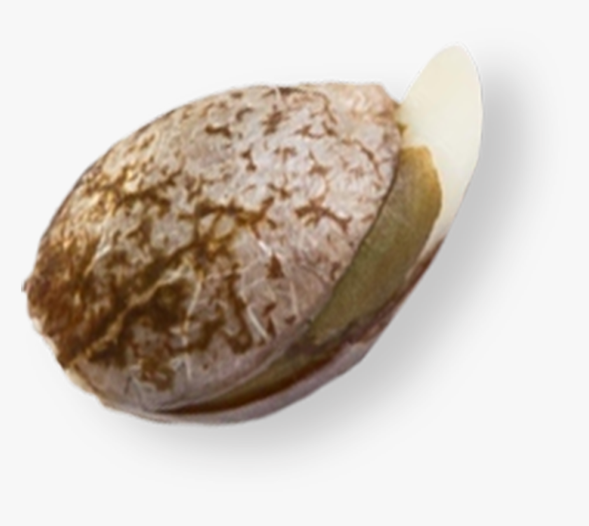 Coastal Genetics Marijuana Seeds, HD Png Download