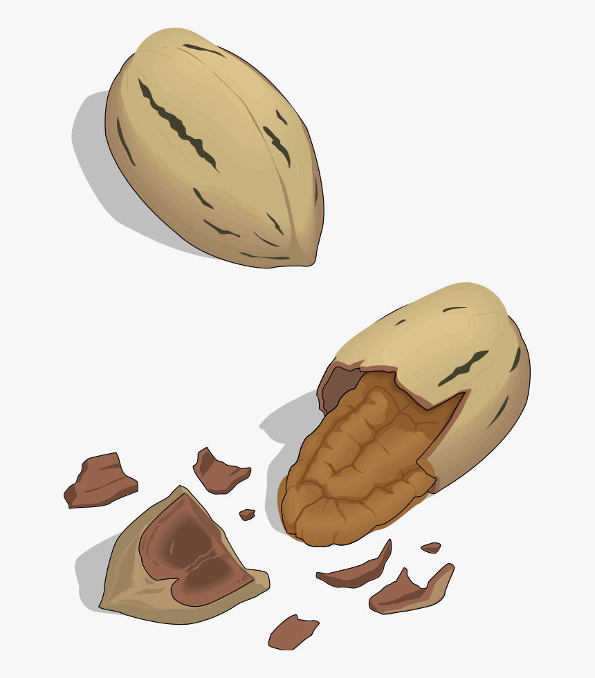 Transparent Nut Clipart, HD Png Download