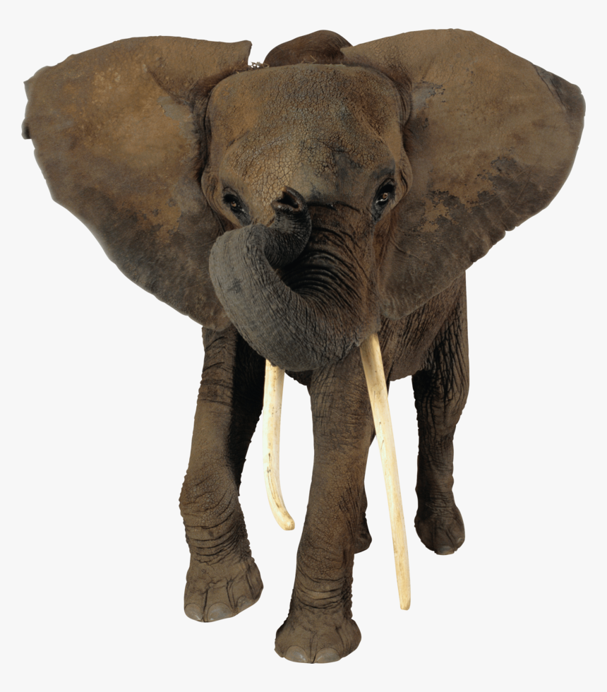 Elephant, HD Png Download