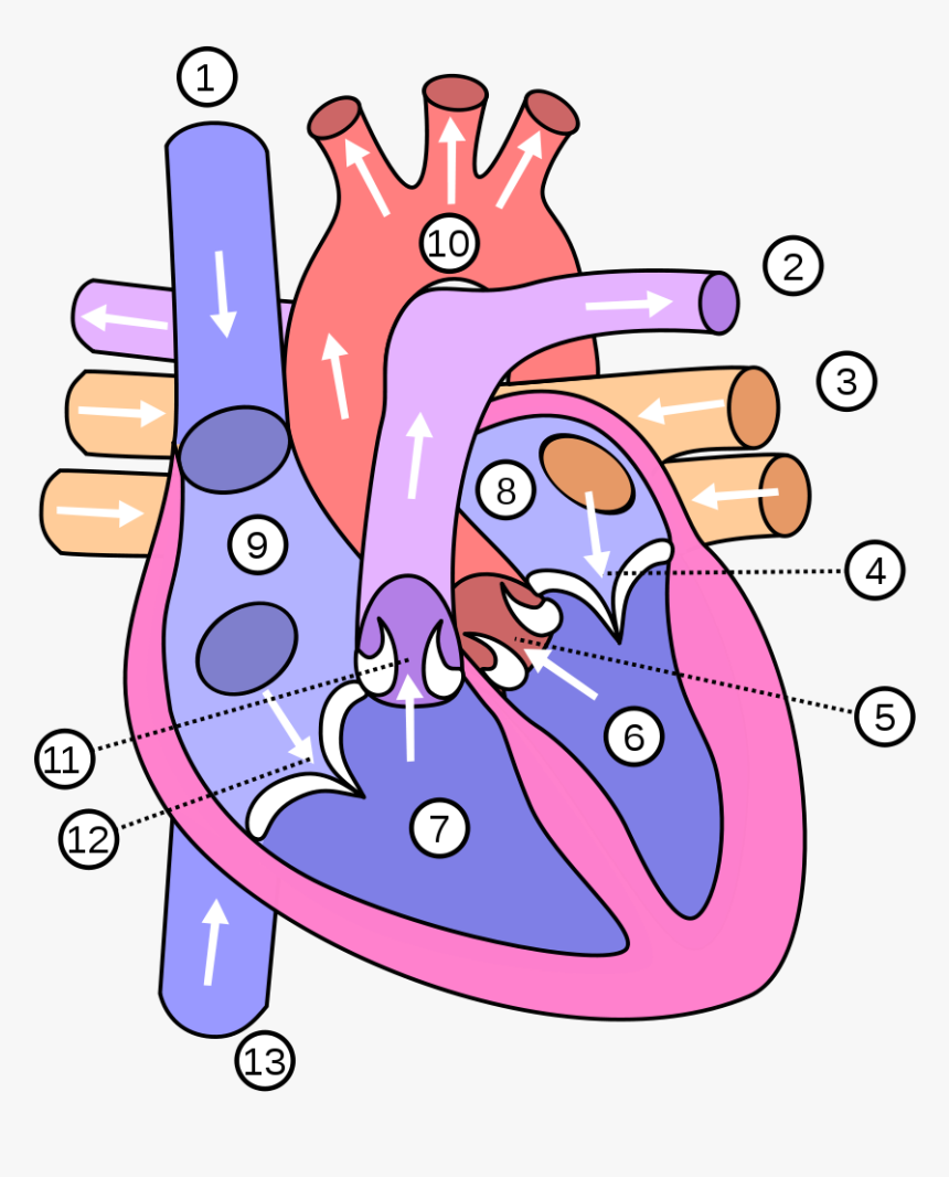 Coração Png, Transparent Png