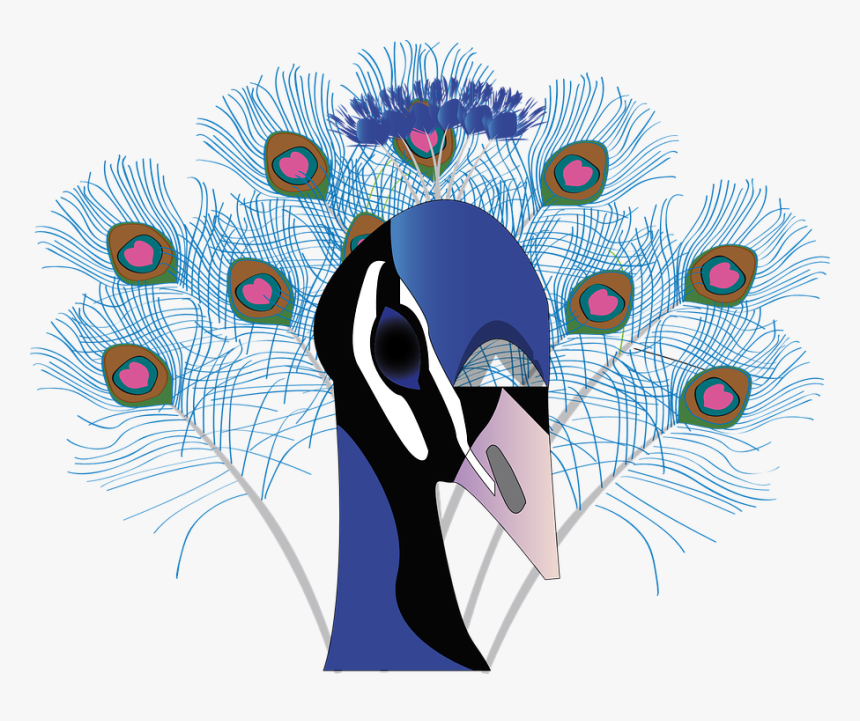 Bird Peacock Feather Beautiful Animal, HD Png Download