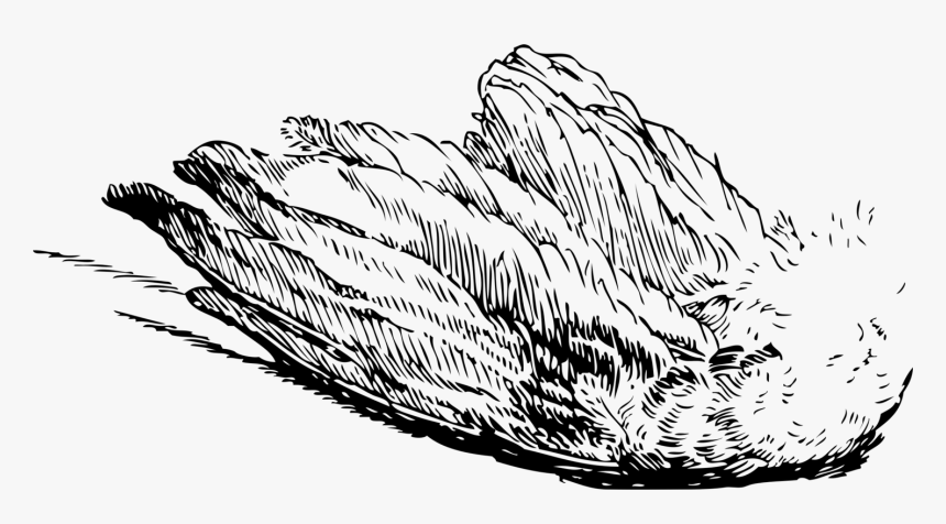 Wing Bird Wing Feathers Free Picture, HD Png Download